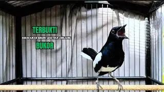 PANCINGAN KACER bahan SUSAH bunyi, KACER GACOR NGEPLONG bikin KACER MANAPUN ikut GACOR