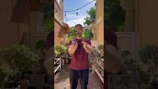 Как размножить портулакарию афру #portulacariaafra #bonsai #jadebonsai #dwarfjafebonsai #howto