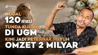Peluang Usaha Burung Puyuh yang Menjanjikan Hingga Punya Banyak Mitra Omset Tembus 2M!