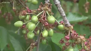 Cherry farmers worried about harvest season during coronavirus pandemic