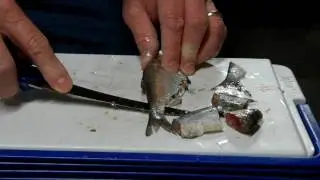 CUT BAIT