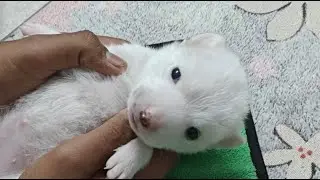 cute baby puppy funny video, viral dog's video German shepherd dog video