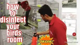 how to disinfect your birds room