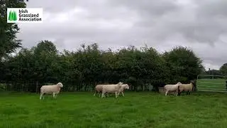 5 IGA Sheep Event 2020 William Hutchinson changes to the sheep system 1