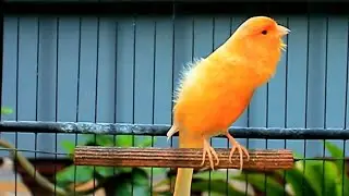 Som leve que motiva o canário belga a cantar sem pressão nenhuma