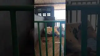 Holstein-Friesian cow in farm 🐄