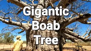 Inside Australia&rsquo;s Giant Boab Trees