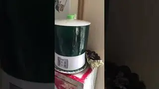 Sprout machine. Should you get one?