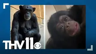 Baby primates born at Little Rock Zoo