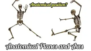Anatomical position - Directional terms | Body planes and axis | Animation - Planes Axes of movement