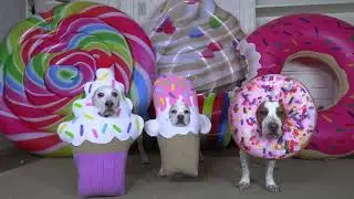 Maymo! Dogs Get Excited by Giant Lollipop Prank Funny Dogs Maymo and Potpie vs Giant Candy Pranks