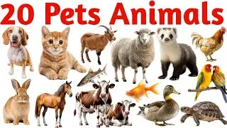 20 Pet Animals Names for Kids | Learn Domestic Animals in English | Educational Video