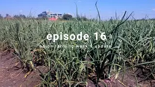 onion farming week 9 update #garden #farming #onionfarming