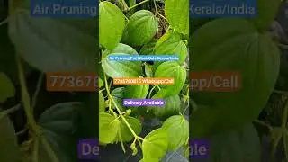 7736780815 #AirPot wholesale.Kerala/India.#Air pot. #Air prooning pot, #Right pot, #air pruning pot