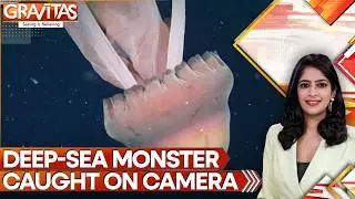 Watch a 30-foot Predator Lurking Under the Waves | Rare Sight of the World’s Largest Jellyfish |WION