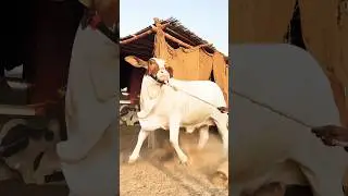Northern Bypass Cow and Cattle Mandi 2026 Karachi The heaviest Calf in the Market #cow#bull#eid