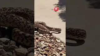 Walked up on a gopher snake 🐍 in the driveway. #shorts
