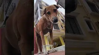 He is the only guard in this flat #potus #potus street dog #cat #ytshorts