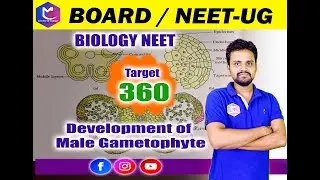 Development of Male Gametophyte in Angiosperms