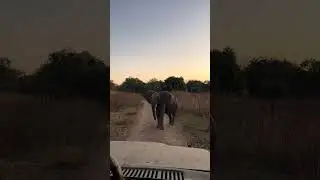 A CHEEKY ELEPHANT 🐘 Young Bull Gives the Vehicle a Challenge!