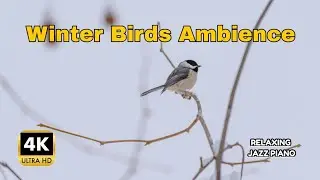 VIP Nature Relaxation 🌿 | Forest Birds Sounds for Calm Mind & Sleep