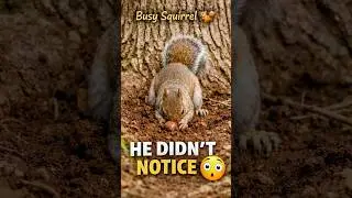 This Squirrel Was So Busy.It Forgot I Was There 🐿️😳 #viral #shots #viralvideo #shortvideo #react