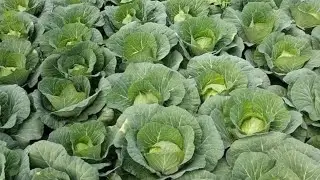 Cabbage Harvest | band gobhi ki kasht | band gobhi ready in just 85 days for harvesting 