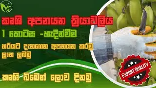 හරියට දැනගෙන අපනයන කරමු ලාභ ලබමු. Export from sri lanka.කෘශි අපනයන ක්&zwj;රියාවලිය 1 කොටස -හැදින්වීම.