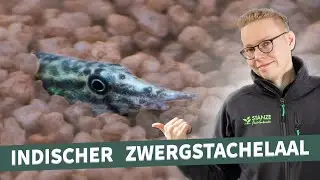 Indischer Zwergstachelaal im Aquarium
