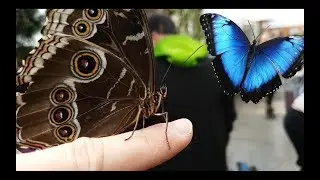 Blue Morpho butterfly (butterflies go free) - Ferme Guyon 4K - UltraHD