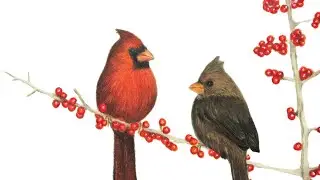 A male and female cardinal is a life long bond | Colored pencil timelapse HD