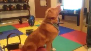 Dog trash talking