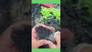 Satisfying Soap Cutting #satisfyingsoap #cuttingsoap #Soap #cuttingsoapasmr #usa #Shorts