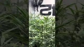 Autoflower Power? Fast Buds Cherry Cola und Banana Purple Punch rf3