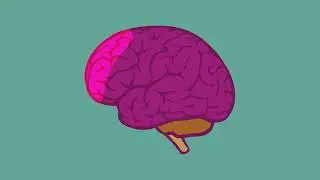 The Wonders of the Body - The Brain
