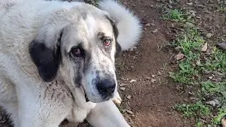 Que estrañas están las ovejas algo las pasa, mal día para los perros