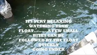 BLACKFISHING FOR DUMMIES Luderick in the Estuaries