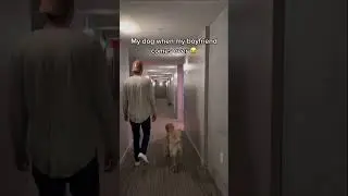 Моя собака приходит, когда приходит мой парень, и приходит, когда он уходит #золотистыйретривер #...