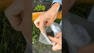 Комаров и слепней на участке никогда не будет. Простой рецепт без химии #огород #дача #комары #сад