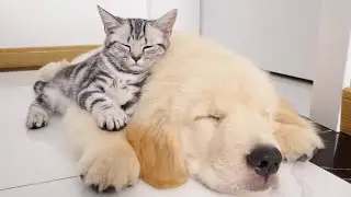 Kitten Uses Fluffy Golden Retriever Puppy As A Pillow