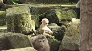 active baby monkey so cute