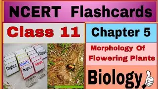 🔥MORPHOLOGY OF FLOWERING PLANTS NEET BIOLOGY FLASHCARDS 📸 #MORPHOLOGY🔥