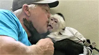 3 Monkeys Loads of Fun | Capuchin Monkey | Cinnamon Monkey | Baby Monkey