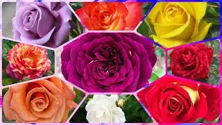 159 - 20+ Best Floribunda Rose Varieties | Famous Around the World | Arctic Blue Purple Tiger Frida