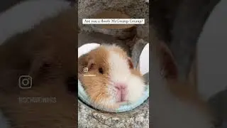 Grumpy mode on ✅ #moodyfloof #grumpy #grumpclips #guineapig #grummelig #meerschweinchen
