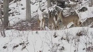 Late‑Season Whitetail Deer Hunting in Pennsylvania: Cold Weather, Big Opportunities