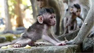 Newborn Preston Is Normal Condition But Scared and Shaking Learn Keep Balance Standing.