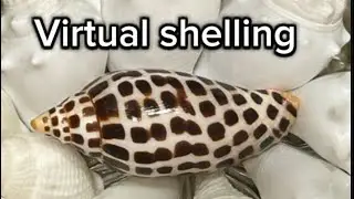 Virtual shelling- kice island #4
