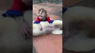 The baby monkey plays with the dog in the yard.