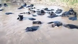Buffaloes Beat the Heat with a Canal Bath 🌊🐃 | Buffaloes Cooling in Canal | Village Life